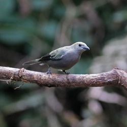 Palm Tanager